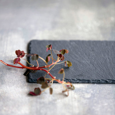 Nicolas Vahé - VUOLUKIVIALUSTA/LEIKKUULAUTA 20X12CM NICOLAS VAHE